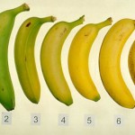 Banana Tamanhos
